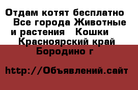 Отдам котят бесплатно  - Все города Животные и растения » Кошки   . Красноярский край,Бородино г.